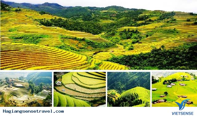 Mùa Thu Ngắm Lá Vàng Trên Đỉnh Hoàng Su Phì - Ảnh 2