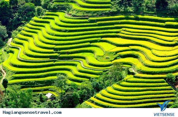 Mùa Thu Ngắm Lá Vàng Trên Đỉnh Hoàng Su Phì - Ảnh 3