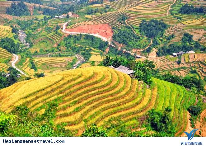 Mùa Thu Ngắm Lá Vàng Trên Đỉnh Hoàng Su Phì - Ảnh 1