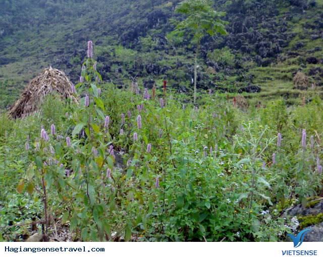 Du Lịch Hà Giang Những Món Ăn Hấp Dẫn ( P1 ) - Ảnh 7 Du Lịch Hà Giang Những Món Ăn Hấp Dẫn ( P1 ) - Ảnh 7