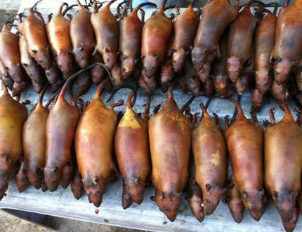 Thịt Chuột La Chí - Ảnh 3 Thịt Chuột La Chí - Ảnh 3