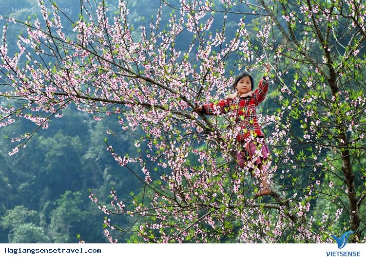 Lên Hà Giang Những Ngày Xuân Tháng 2 – Mùa Hoa Đào Hoa Mận Nở - Ảnh 2 Lên Hà Giang Những Ngày Xuân Tháng 2 – Mùa Hoa Đào Hoa Mận Nở - Ảnh 2