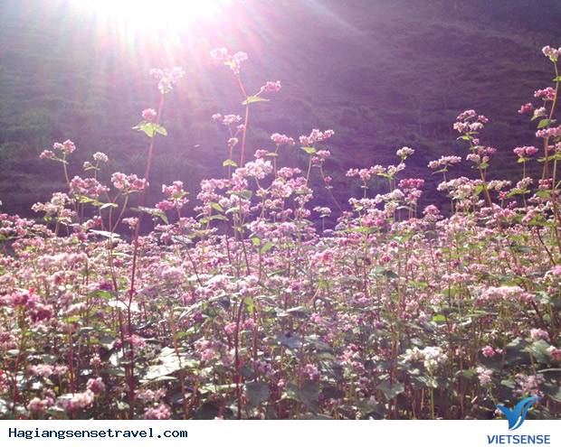Ngỡ Ngàng Vẻ Đẹp Hoa Tam Giac Mạch Hà Giang Ngỡ Ngàng Vẻ Đẹp Hoa Tam Giac Mạch Hà Giang