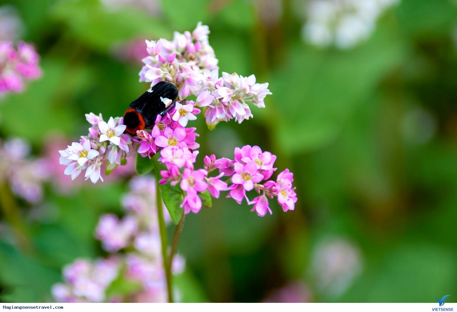 Thu về “ngỡ ngàng” trước màu tím biếc của hoa tam giác mạch - Ảnh 2 Thu về “ngỡ ngàng” trước màu tím biếc của hoa tam giác mạch - Ảnh 2