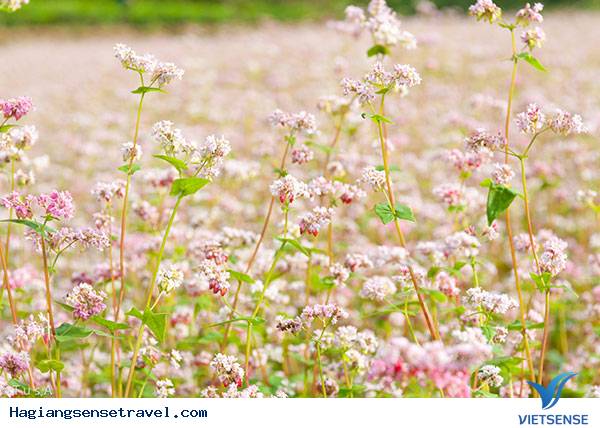 Thu về “ngỡ ngàng” trước màu tím biếc của hoa tam giác mạch - Ảnh 3 Thu về “ngỡ ngàng” trước màu tím biếc của hoa tam giác mạch - Ảnh 3
