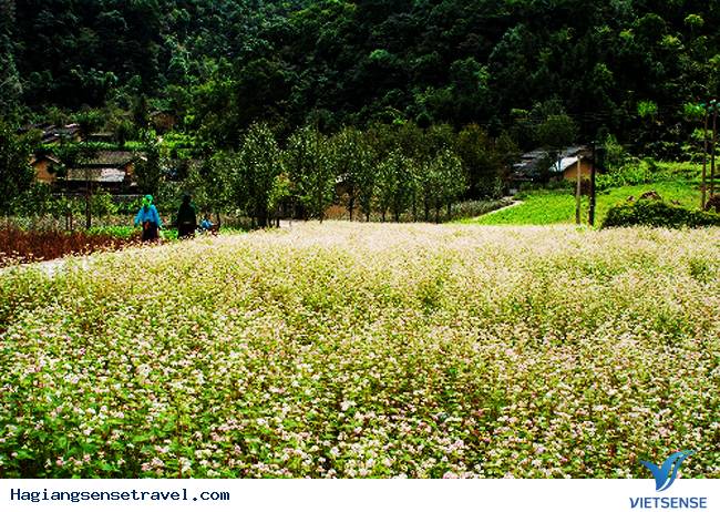 Đến vào mùa hoa