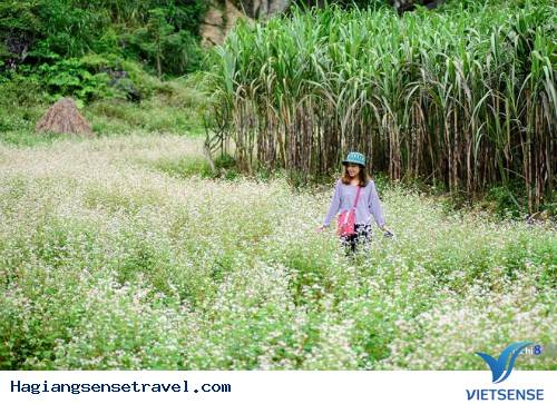 Thức dậy và đi dạo đón bình minh giữa cánh đồng hoa tam giác mạch Thức dậy và đi dạo đón bình minh giữa cánh đồng hoa tam giác mạch