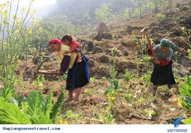 Hà Giang vào mùa vụ - Ảnh 3 Hà Giang vào mùa vụ - Ảnh 3