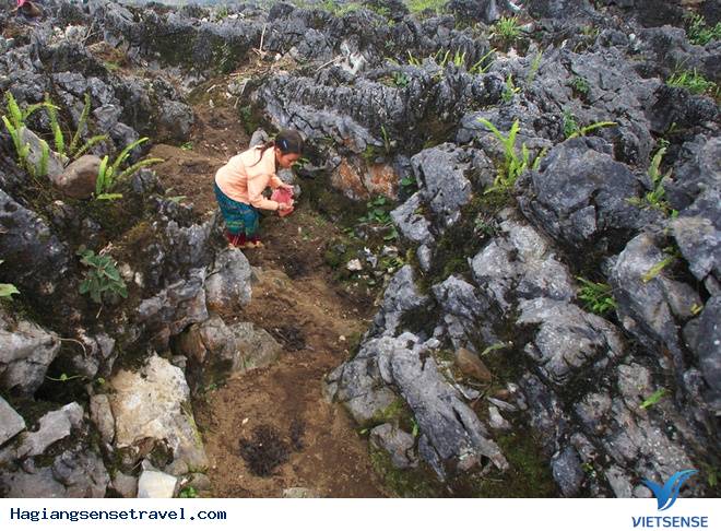 Hà Giang vào mùa vụ - Ảnh 1 Hà Giang vào mùa vụ - Ảnh 1