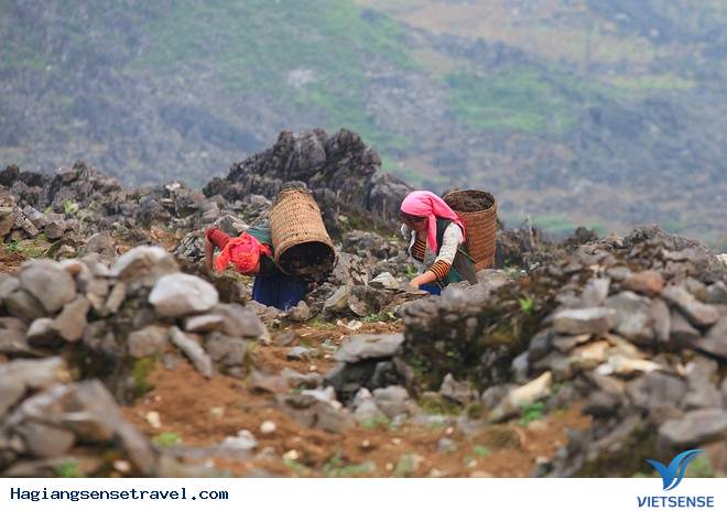 Hà Giang vào mùa vụ - Ảnh 2 Hà Giang vào mùa vụ - Ảnh 2