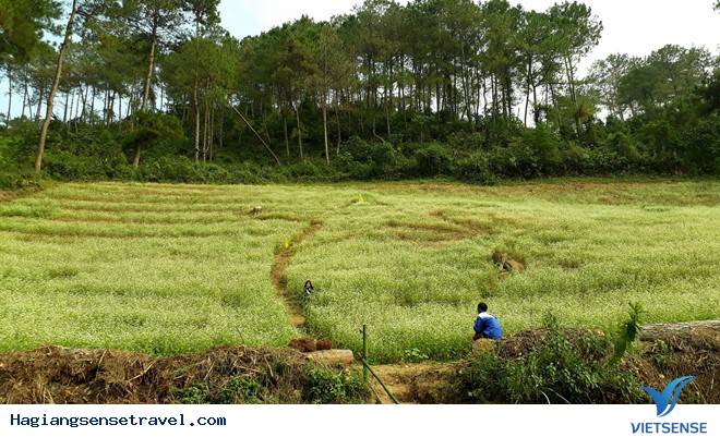 Hà Giang - Hùng Vĩ Và Nên Thơ Nơi Địa Đầu Tổ Quốc - Ảnh 7