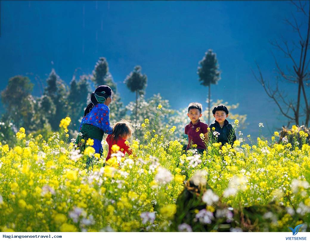 Tháng 12 Hà Giang - Cánh đồng cải vàng rực Tháng 12 Hà Giang - Cánh đồng cải vàng rực
