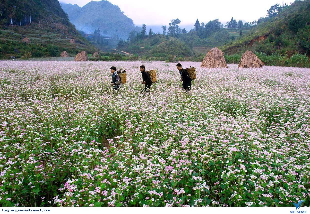 Tháng 10, 11 - Mùa hoa tam giác mạch Hà Giang Tháng 10, 11 - Mùa hoa tam giác mạch Hà Giang