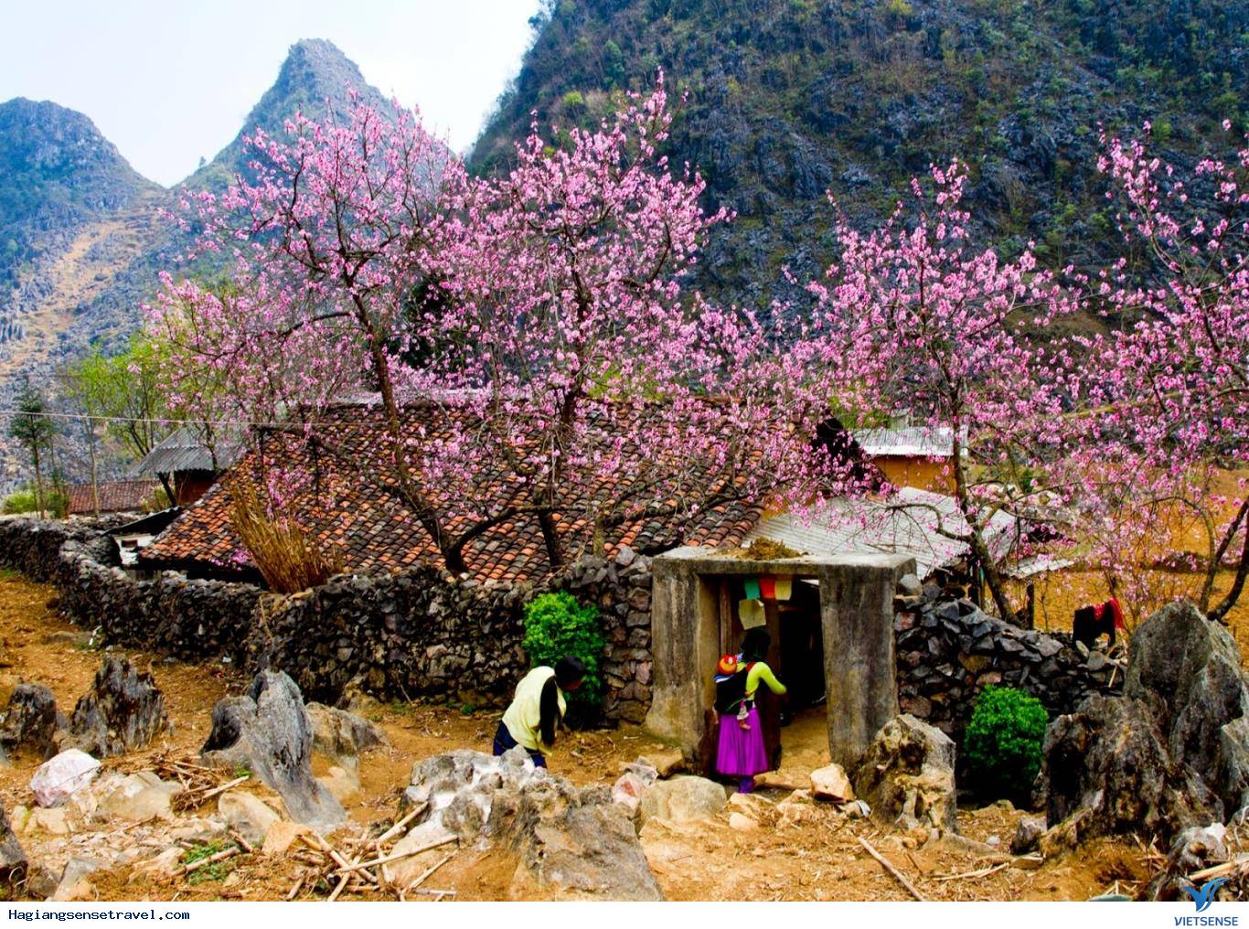 Tháng 3 Hà Giang ngập tràn sắc hoa đào, mận - Ảnh 2 Tháng 3 Hà Giang ngập tràn sắc hoa đào, mận - Ảnh 2