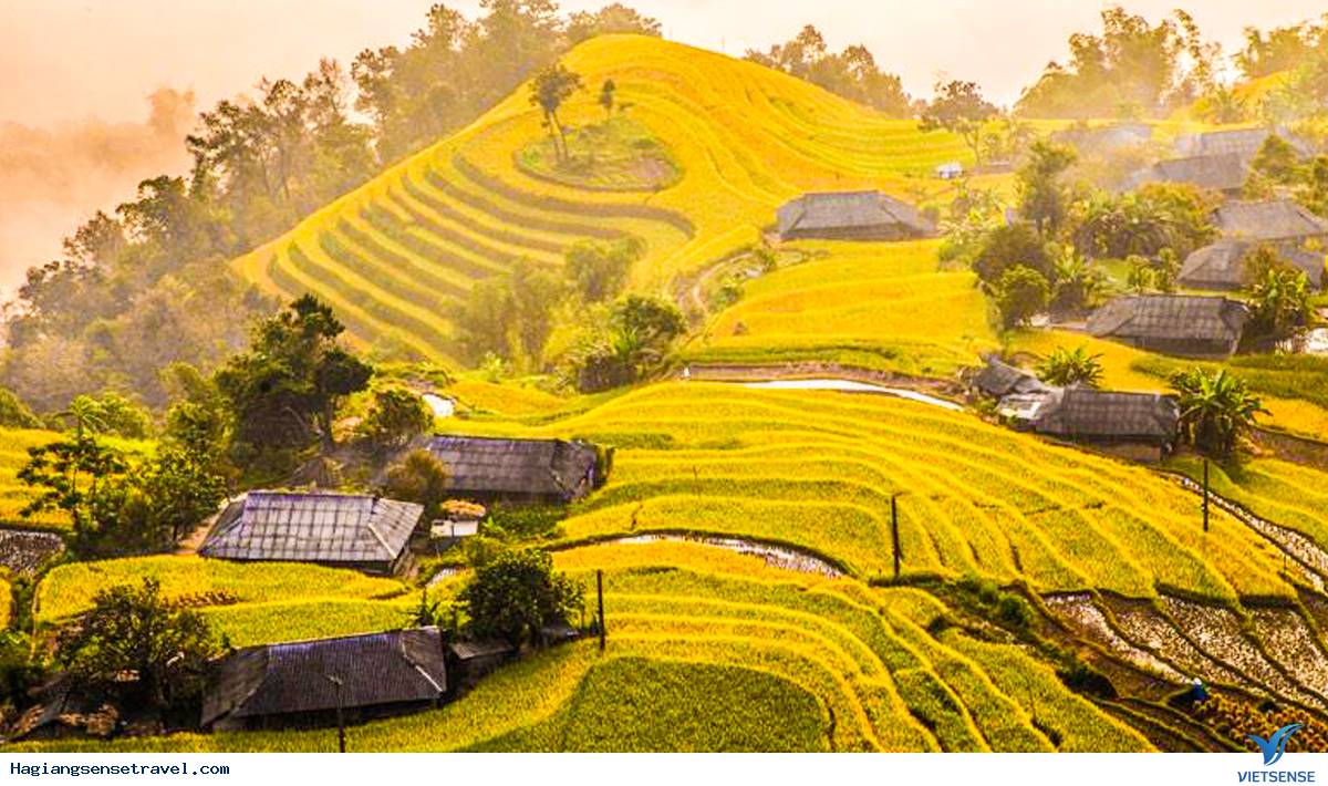 Tháng 8 và 9 Hà Giang - ruộng bậc thang ngập sắc vàng của lúa chín Tháng 8 và 9 Hà Giang - ruộng bậc thang ngập sắc vàng của lúa chín