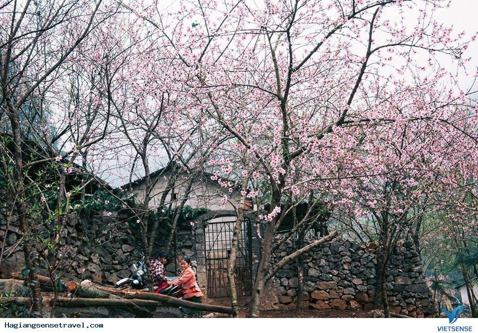 Tháng 3 Hà Giang ngập tràn sắc hoa đào, mận - Ảnh 1 Tháng 3 Hà Giang ngập tràn sắc hoa đào, mận - Ảnh 1