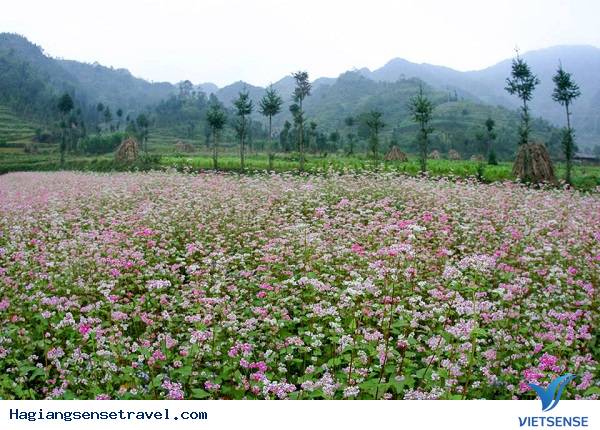 Hà Giang: “quyến rũ” trong sắc tím hoa tam giác mạch. - Ảnh 3 Hà Giang: “quyến rũ” trong sắc tím hoa tam giác mạch. - Ảnh 3