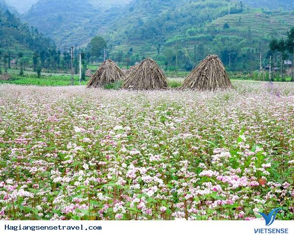 Hà Giang: “quyến rũ” trong sắc tím hoa tam giác mạch. - Ảnh 2 Hà Giang: “quyến rũ” trong sắc tím hoa tam giác mạch. - Ảnh 2