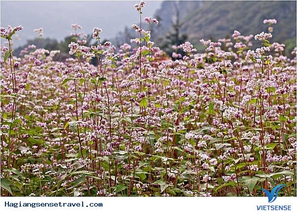 Hà Giang: “quyến rũ” trong sắc tím hoa tam giác mạch. - Ảnh 1 Hà Giang: “quyến rũ” trong sắc tím hoa tam giác mạch. - Ảnh 1