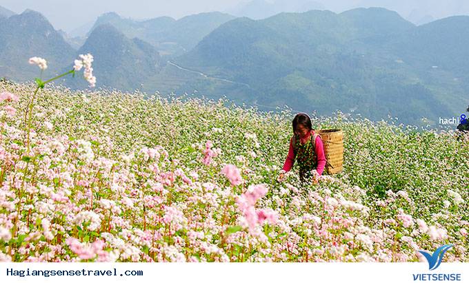 Hà Giang Sẽ Tổ Chức Lễ Hội Hoa Tam Giác Mạch Vào Tháng 10 - Ảnh 1