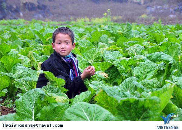 Hà Giang: Xuân Về Trong Ánh Mắt Trẻ Thơ - Ảnh 3