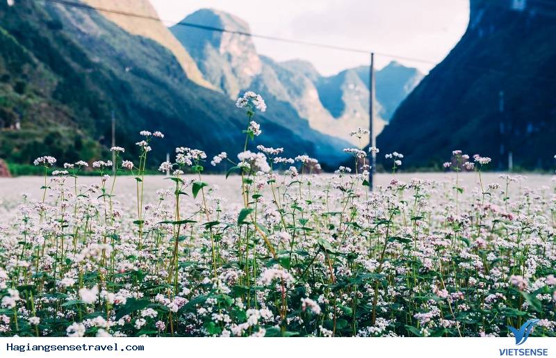 Hé Lộ Sự Thật Về Hà Giang Có Tuyệt Vời Như Trong Tưởng Tượng (P2) - Ảnh 2
