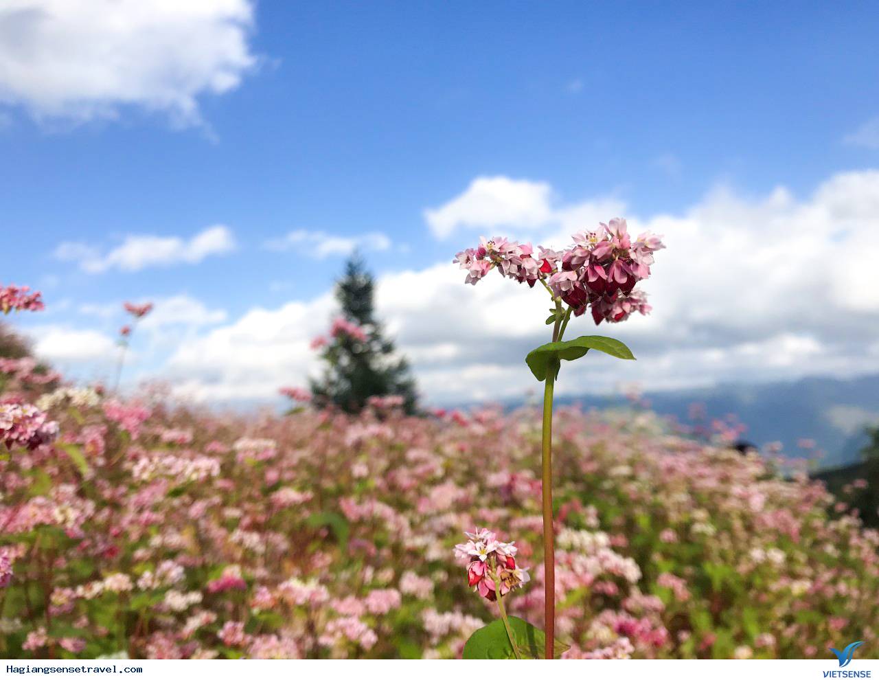 Hình Ảnh Đoàn Khách Hà Giang Mùa Tam Giác Mạch 09 - 11/11 - Ảnh 3