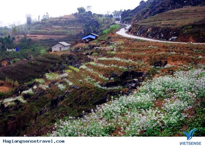 Hoa Nở Rực Trên Miền Đá Hà Giang Những Ngày Xuân Về - Ảnh 2 Hoa Nở Rực Trên Miền Đá Hà Giang Những Ngày Xuân Về - Ảnh 2