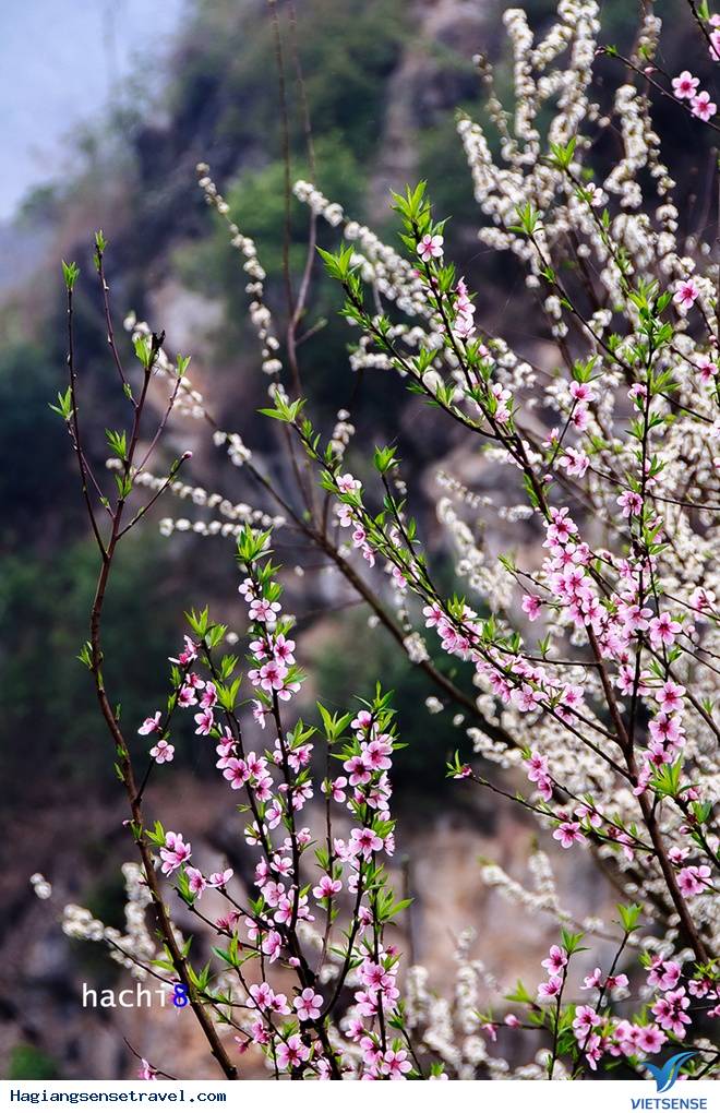 Hoa Nở Rực Trên Miền Đá Hà Giang Những Ngày Xuân Về - Ảnh 16 Hoa Nở Rực Trên Miền Đá Hà Giang Những Ngày Xuân Về - Ảnh 16