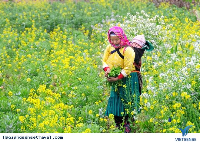 Hoa Nở Rực Trên Miền Đá Hà Giang Những Ngày Xuân Về - Ảnh 14 Hoa Nở Rực Trên Miền Đá Hà Giang Những Ngày Xuân Về - Ảnh 14