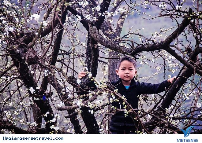 Hoa Nở Rực Trên Miền Đá Hà Giang Những Ngày Xuân Về - Ảnh 6 Hoa Nở Rực Trên Miền Đá Hà Giang Những Ngày Xuân Về - Ảnh 6