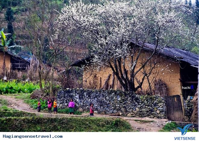 Hoa Nở Rực Trên Miền Đá Hà Giang Những Ngày Xuân Về - Ảnh 4 Hoa Nở Rực Trên Miền Đá Hà Giang Những Ngày Xuân Về - Ảnh 4