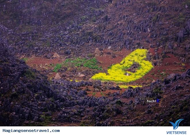 Hoa Nở Rực Trên Miền Đá Hà Giang Những Ngày Xuân Về - Ảnh 15 Hoa Nở Rực Trên Miền Đá Hà Giang Những Ngày Xuân Về - Ảnh 15