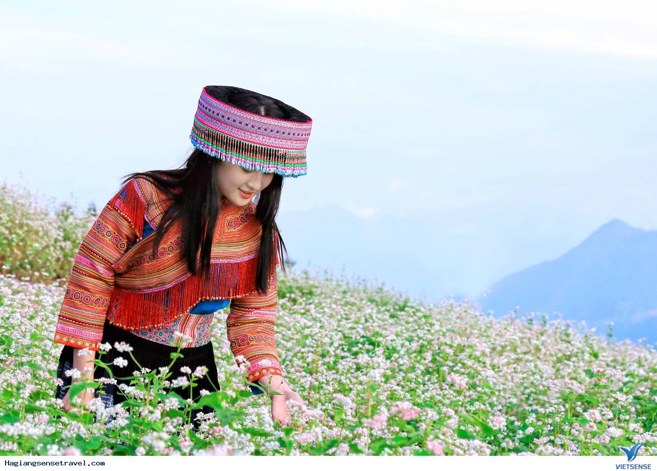 Hoa Tam Giác Mạch – “đặc sản” Hà Giang!