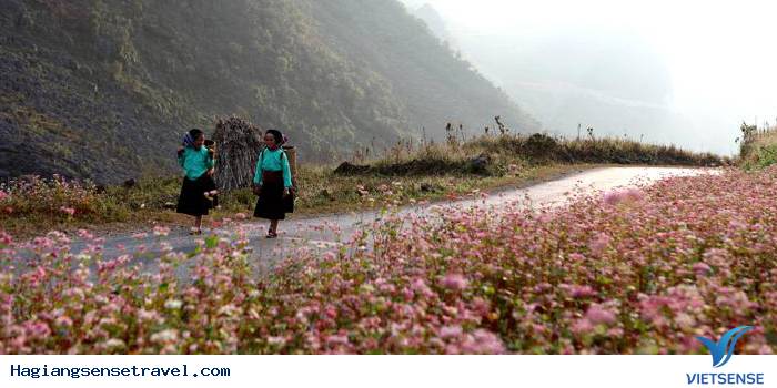 Hoa Tam Giác Mạch Hà Giang - hagiangsensetravel.com Hoa Tam Giác Mạch Hà Giang - hagiangsensetravel.com