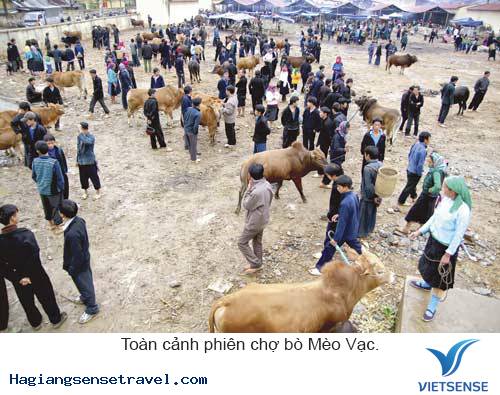 Khám Phá Phiên Chợ Bò Mèo Vạc - Hà Giang - Ảnh 2 Khám Phá Phiên Chợ Bò Mèo Vạc - Hà Giang - Ảnh 2