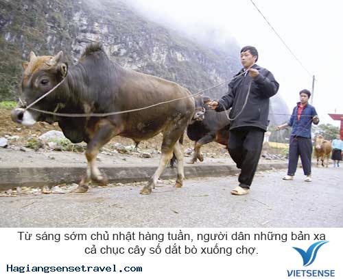 Khám Phá Phiên Chợ Bò Mèo Vạc - Hà Giang - Ảnh 3 Khám Phá Phiên Chợ Bò Mèo Vạc - Hà Giang - Ảnh 3