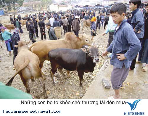 Khám Phá Phiên Chợ Bò Mèo Vạc - Hà Giang - Ảnh 4 Khám Phá Phiên Chợ Bò Mèo Vạc - Hà Giang - Ảnh 4