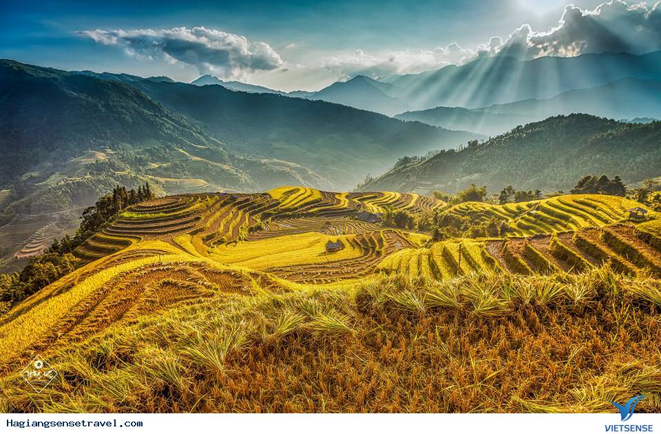 Những ruộng bậc thang chín vàng Những ruộng bậc thang chín vàng