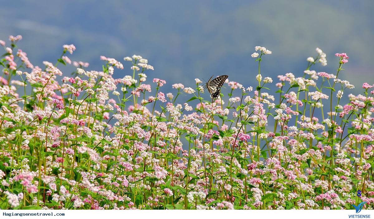 Thời gian đẹp nhất để hành trình Hà Giang ngắm hoa tam giác mạch.