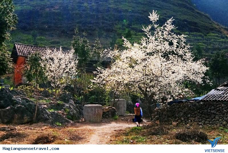 Mèo Vạc Giữ Gìn Được Bản Sắc Văn Hóa Truyền Thống - Ảnh 1