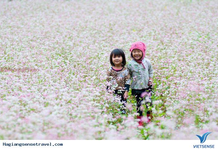 Lễ Hội Hoa Tam Giác Mạch 2015 Lễ Hội Hoa Tam Giác Mạch 2015