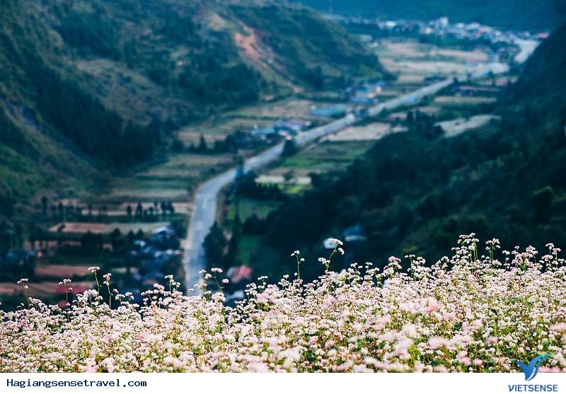 THỜI GIAN & ĐỊA ĐIỂM TẬP TRUNG NHIỀU HOA TAM GIÁC MẠCH