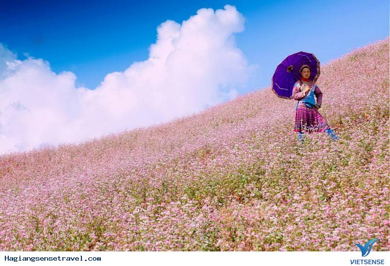 Lễ Hội Hoa Tam Giác Mạch Hà Giang Năm 2017 Bắt Đầu Từ 4/10 - Ảnh 1 Lễ Hội Hoa Tam Giác Mạch Hà Giang Năm 2017 Bắt Đầu Từ 4/10 - Ảnh 1