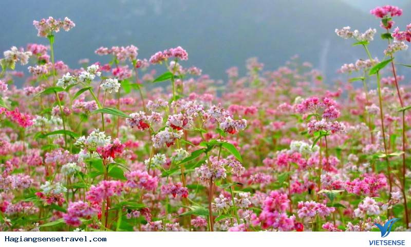 Lễ Hội Hoa Tam Giác Mạch Hà Giang Năm 2017 Bắt Đầu Từ 4/10 - Ảnh 2 Lễ Hội Hoa Tam Giác Mạch Hà Giang Năm 2017 Bắt Đầu Từ 4/10 - Ảnh 2