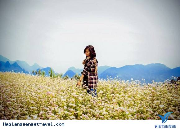 Lễ Hội Hoa Tam Giác Mạch Lần 2 Năm 2016 Tại Mèo Vạc Hà Giang - Ảnh 7