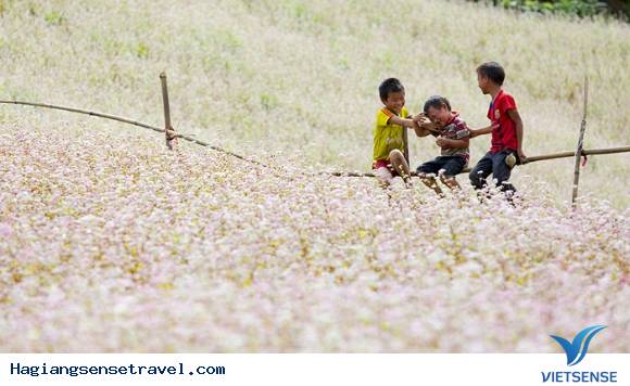 Lễ Hội Hoa Tam Giác Mạch Lần 2 Năm 2016 Tại Mèo Vạc Hà Giang - Ảnh 3