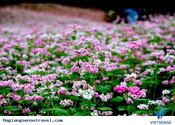 Lễ Hội Hoa Tam Giác Mạch Lần 2 Năm 2016 Tại Mèo Vạc Hà Giang - Ảnh 4