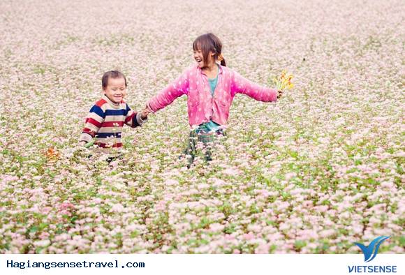 Lễ Hội Hoa Tam Giác Mạch Lần 2 Năm 2016 Tại Mèo Vạc Hà Giang - Ảnh 2