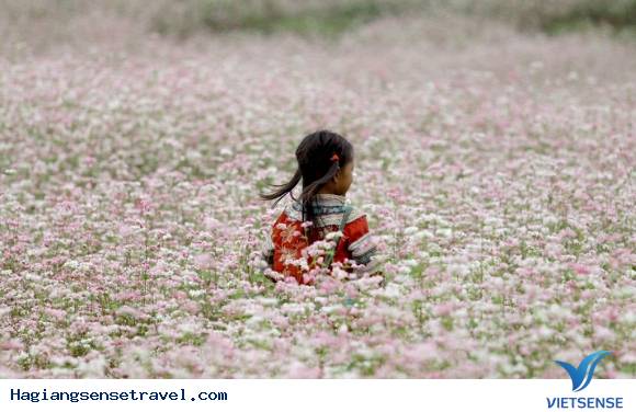 Lễ Hội Hoa Tam Giác Mạch Lần 2 Năm 2016 Tại Mèo Vạc Hà Giang - Ảnh 1